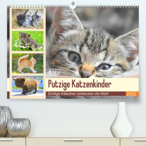 Putzige Katzenkinder. Drollige Kätzchen entdecken die Welt! (Premium, hochwertiger DIN A2 Wandkalender 2022, Kunstdruck in Hochglanz) von Hurley,  Rose