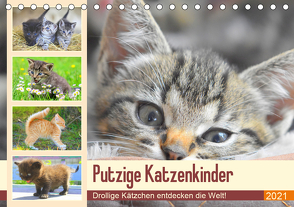 Putzige Katzenkinder. Drollige Kätzchen entdecken die Welt! (Tischkalender 2021 DIN A5 quer) von Hurley,  Rose