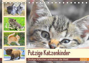 Putzige Katzenkinder. Drollige Kätzchen entdecken die Welt! (Tischkalender 2022 DIN A5 quer) von Hurley,  Rose