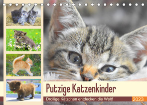 Putzige Katzenkinder. Drollige Kätzchen entdecken die Welt! (Tischkalender 2023 DIN A5 quer) von Hurley,  Rose