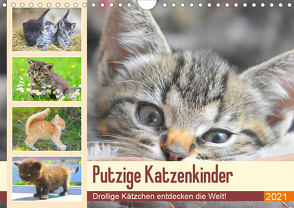 Putzige Katzenkinder. Drollige Kätzchen entdecken die Welt! (Wandkalender 2021 DIN A4 quer) von Hurley,  Rose