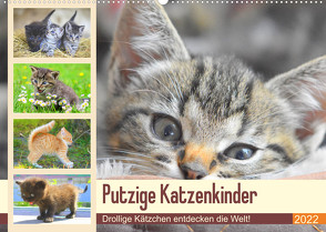 Putzige Katzenkinder. Drollige Kätzchen entdecken die Welt! (Wandkalender 2022 DIN A2 quer) von Hurley,  Rose