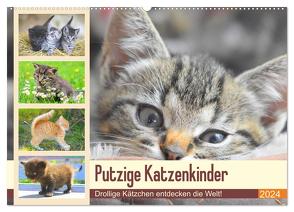 Putzige Katzenkinder. Drollige Kätzchen entdecken die Welt! (Wandkalender 2024 DIN A2 quer), CALVENDO Monatskalender von Hurley,  Rose