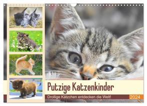 Putzige Katzenkinder. Drollige Kätzchen entdecken die Welt! (Wandkalender 2024 DIN A3 quer), CALVENDO Monatskalender von Hurley,  Rose