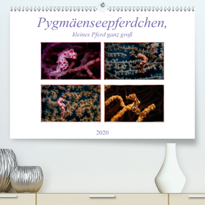 Pygmäenseepferdchen, kleines Pferd ganz groß (Premium, hochwertiger DIN A2 Wandkalender 2020, Kunstdruck in Hochglanz) von Gödecke,  Dieter