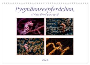 Pygmäenseepferdchen, kleines Pferd ganz groß (Wandkalender 2024 DIN A3 quer), CALVENDO Monatskalender von Gödecke,  Dieter