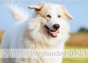 Pyrenäenberghunde (Tischkalender 2023 DIN A5 quer) von Schubbel,  Carola