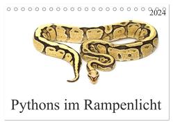 Pythons im Rampenlicht (Tischkalender 2024 DIN A5 quer), CALVENDO Monatskalender von SchnelleWelten,  SchnelleWelten