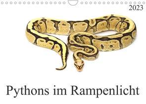 Pythons im Rampenlicht (Wandkalender 2023 DIN A4 quer) von SchnelleWelten