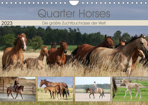 Quarter Horses – Die größte Zuchtbuchrasse der Welt (Wandkalender 2023 DIN A4 quer) von Mielewczyk,  B.