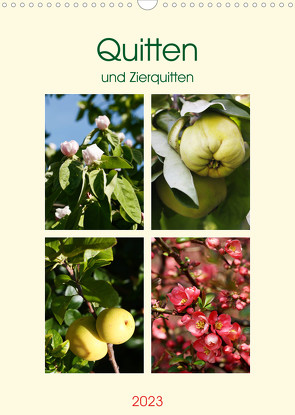 Quitten und Zierquitten (Wandkalender 2023 DIN A3 hoch) von Kruse,  Gisela