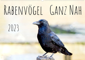 Rabenvögel – ganz nah (Wandkalender 2023 DIN A2 quer) von Voss,  Kathrin