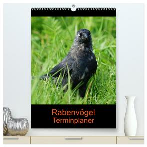 Rabenvögel Terminplaner (hochwertiger Premium Wandkalender 2024 DIN A2 hoch), Kunstdruck in Hochglanz von Kattobello,  Kattobello