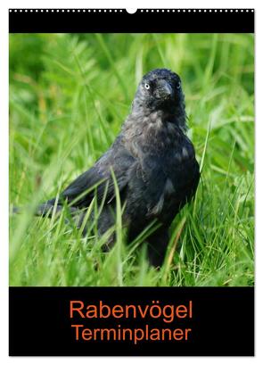 Rabenvögel Terminplaner (Wandkalender 2024 DIN A2 hoch), CALVENDO Monatskalender von Kattobello,  Kattobello