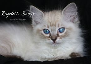 Ragdoll Babys (Tischaufsteller DIN A5 quer) von Schuster,  Christine