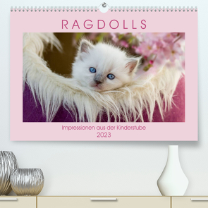 RAGDOLLS Impressionen aus der Kinderstube (Premium, hochwertiger DIN A2 Wandkalender 2023, Kunstdruck in Hochglanz) von Reiß-Seibert,  Marion