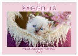 RAGDOLLS Impressionen aus der Kinderstube (Wandkalender 2024 DIN A2 quer), CALVENDO Monatskalender von Reiß-Seibert,  Marion