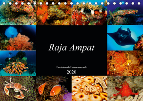 Raja Ampat – Faszinierende Unterwasserwelt (Tischkalender 2020 DIN A5 quer) von H. Kraus,  Martin