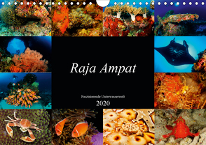 Raja Ampat – Faszinierende Unterwasserwelt (Wandkalender 2020 DIN A4 quer) von H. Kraus,  Martin