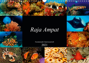 Raja Ampat – Faszinierende Unterwasserwelt (Wandkalender 2021 DIN A3 quer) von H. Kraus,  Martin