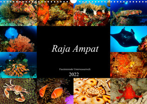 Raja Ampat – Faszinierende Unterwasserwelt (Wandkalender 2022 DIN A3 quer) von H. Kraus,  Martin