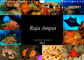 Raja Ampat – Faszinierende Unterwasserwelt (Wandkalender 2022 DIN A4 quer) von H. Kraus,  Martin