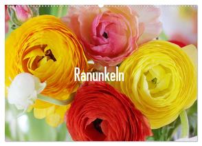 Ranunkeln (Wandkalender 2024 DIN A2 quer), CALVENDO Monatskalender von Kruse,  Gisela