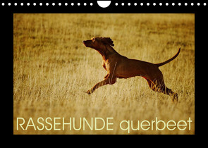 RASSEHUNDE querbeet (Wandkalender 2023 DIN A4 quer) von Köntopp,  Kathrin