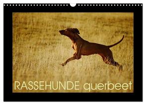 RASSEHUNDE querbeet (Wandkalender 2024 DIN A3 quer), CALVENDO Monatskalender von Köntopp,  Kathrin