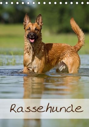 Rassehunde (Tischkalender 2018 DIN A5 hoch) von Noack,  Nicole