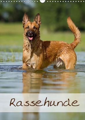 Rassehunde (Wandkalender 2018 DIN A3 hoch) von Noack,  Nicole