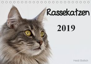 Rassekatzen 2019 (Tischkalender 2019 DIN A5 quer) von Bollich,  Heidi