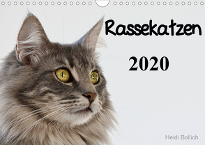 Rassekatzen 2020 (Wandkalender 2020 DIN A4 quer) von Bollich,  Heidi