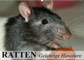 Ratten – Gelehrige Haustiere (Wandkalender 2022 DIN A2 quer) von Stanzer,  Elisabeth