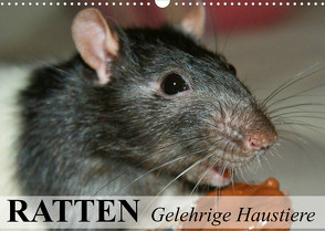 Ratten – Gelehrige Haustiere (Wandkalender 2023 DIN A3 quer) von Stanzer,  Elisabeth