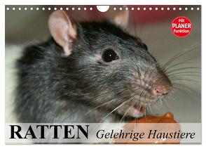 Ratten. Gelehrige Haustiere (Wandkalender 2024 DIN A4 quer), CALVENDO Monatskalender von Stanzer,  Elisabeth