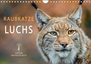 Raubkatze Luchs (Wandkalender 2023 DIN A4 quer) von Roder,  Peter