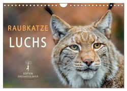 Raubkatze Luchs (Wandkalender 2024 DIN A4 quer), CALVENDO Monatskalender von Roder,  Peter