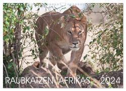 Raubkatzen Afrikas (Wandkalender 2024 DIN A3 quer), CALVENDO Monatskalender von Lippmann,  Andreas