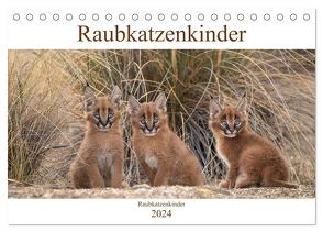 Raubkatzenkinder (Tischkalender 2024 DIN A5 quer), CALVENDO Monatskalender von Vollborn,  Marion