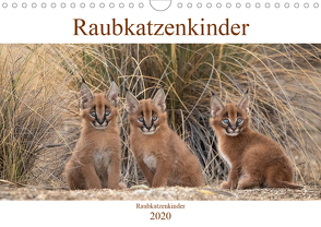 Raubkatzenkinder (Wandkalender 2020 DIN A4 quer) von Vollborn,  Marion