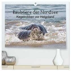 Raubtier der Nordsee – Kegelrobben vor Helgoland (hochwertiger Premium Wandkalender 2024 DIN A2 quer), Kunstdruck in Hochglanz von Quentin,  Udo