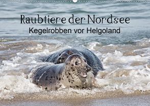 Raubtier der Nordsee – Kegelrobben vor Helgoland (Wandkalender 2020 DIN A2 quer) von Quentin,  Udo