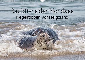 Raubtier der Nordsee – Kegelrobben vor Helgoland (Wandkalender 2020 DIN A3 quer) von Quentin,  Udo