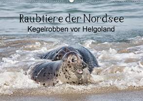 Raubtier der Nordsee – Kegelrobben vor Helgoland (Wandkalender 2021 DIN A2 quer) von Quentin,  Udo