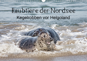 Raubtier der Nordsee – Kegelrobben vor Helgoland (Wandkalender 2021 DIN A3 quer) von Quentin,  Udo