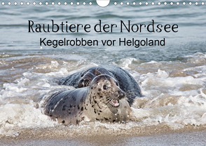 Raubtier der Nordsee – Kegelrobben vor Helgoland (Wandkalender 2021 DIN A4 quer) von Quentin,  Udo