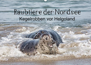 Raubtier der Nordsee – Kegelrobben vor Helgoland (Wandkalender 2022 DIN A2 quer) von Quentin,  Udo