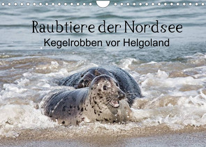 Raubtier der Nordsee – Kegelrobben vor Helgoland (Wandkalender 2022 DIN A4 quer) von Quentin,  Udo