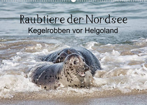 Raubtier der Nordsee – Kegelrobben vor Helgoland (Wandkalender 2023 DIN A2 quer) von Quentin,  Udo